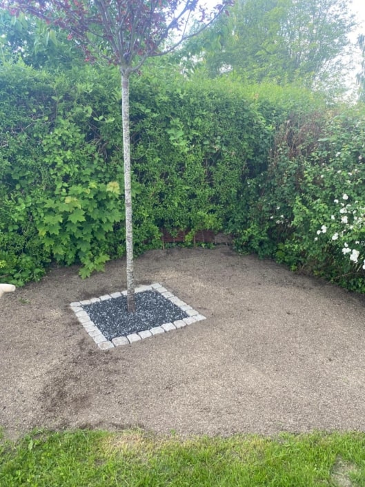 beplantning af nyt træ i have